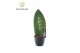 Sansevieria Sansevieria Greenbrandingz Love overig pp 
