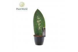 Sansevieria Sansevieria Greenbrandingz Love overig pp