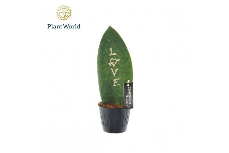 Sansevieria Sansevieria Greenbrandingz Love overig pp 