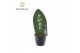 Sansevieria Sansevieria Greenbrandingz Home overig pp 