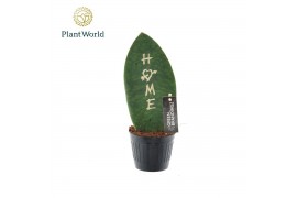 Sansevieria Sansevieria Greenbrandingz Home overig pp