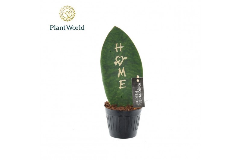 Sansevieria Sansevieria Greenbrandingz Home overig pp 