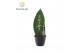 Sansevieria Sansevieria Greenbrandingz Enjoy overig pp 