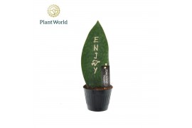 Sansevieria Sansevieria Greenbrandingz Enjoy overig pp