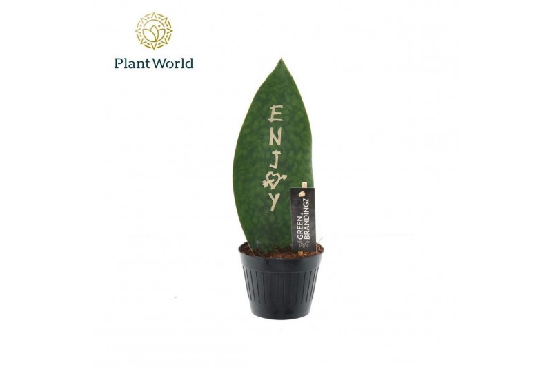 Sansevieria Sansevieria Greenbrandingz Enjoy overig pp 