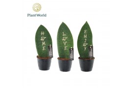 Sansevieria Sansevieria Greenbrandingz Special Mixture overig pp