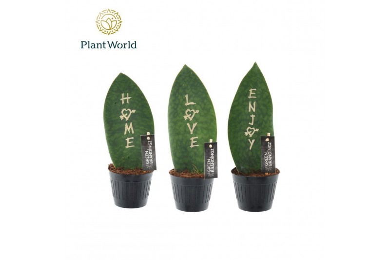 Sansevieria Sansevieria Greenbrandingz Special Mixture overig pp 