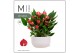 Anthurium andr. million flowers red Mimesis Anthurium KARMA Million Fl 