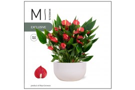 Anthurium andr. million flowers red Mimesis Anthurium KARMA Million Fl