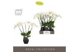 Phalaenopsis wit Theatro Jazz 5 spike in Abruzzo Black Aquo 24 bl. 5 t