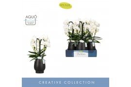Phalaenopsis wit Fontano Bellagio 4 spike in Abruzzo Black Aquo30 bl. 