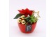 Arrangementen euphorbia pulcherrima POCR-2508 Poinsettia creatie 2 pp 