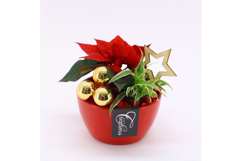 Arrangementen euphorbia pulcherrima POCR-2508 Poinsettia creatie 2 pp 