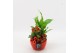 Arrangementen kamerplanten BAXM-2508R Xmas Fundamentals 3 pp 
