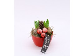 Arrangementen hyacinthus XHF-2511 Xmas Hyacint Fundamentals 2 pp