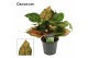 Aglaonema Aglaonema Amanyance 12 cm (Decorum) 2 pp 