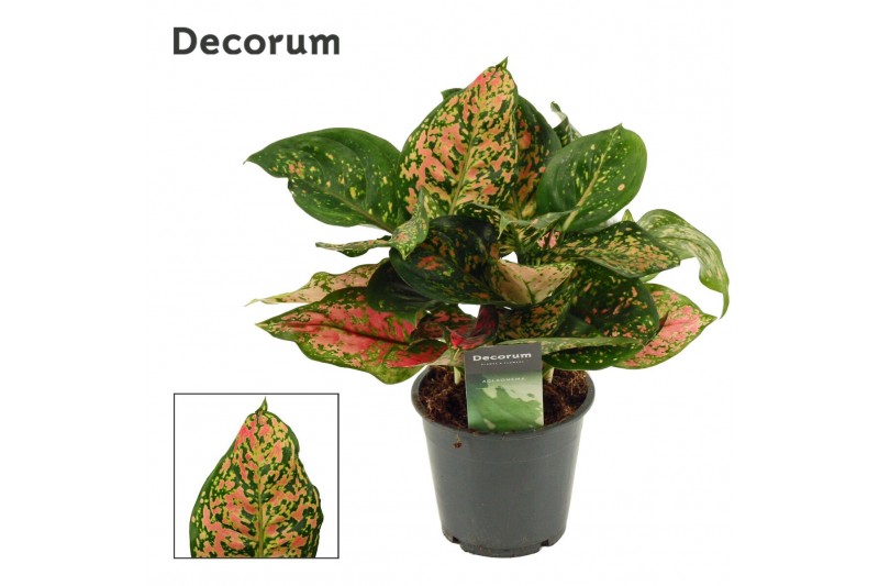 Aglaonema Aglaonema Amanyance 12 cm (Decorum) 2 pp 