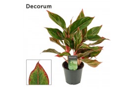 Aglaonema crete Crete 12cm
