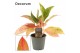 Aglaonema Prestige 12cm 