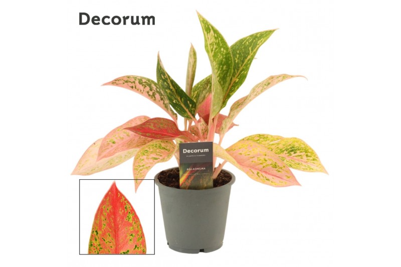 Aglaonema Prestige 12cm 