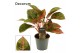 Aglaonema Aglaonema Red Happiness 12 cm (Decorum) 2 pp 