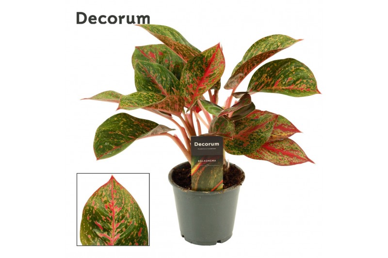 Aglaonema Aglaonema Red Happiness 12 cm (Decorum) 2 pp 