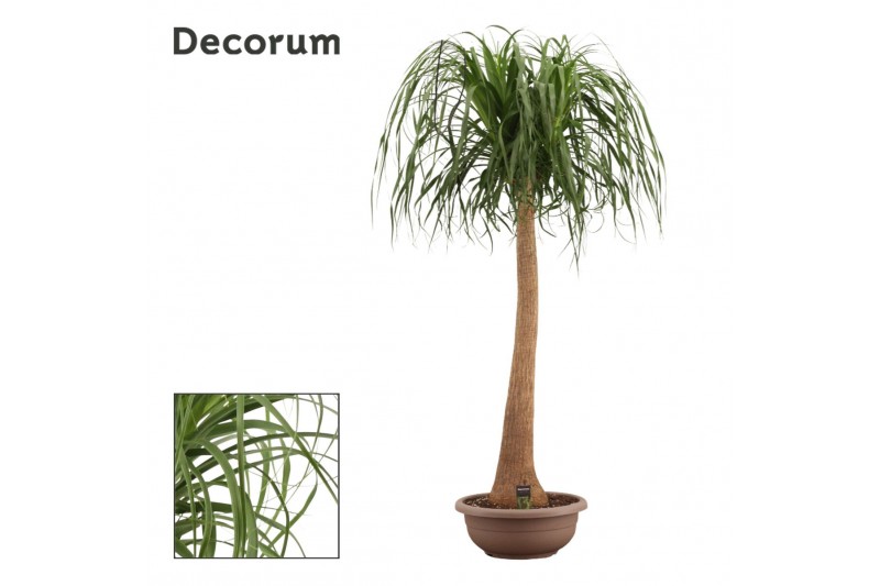 Beaucarnea recurvata Recht 45cm Compact Decorum 