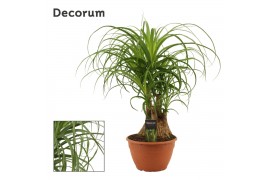 Beaucarnea recurvata Beaucarnea compact vertakt 20 cm schaal(Decorum) 