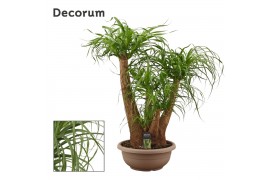 Beaucarnea recurvata Beaucarnea vertakt compact in 35 cm schaal (Decor