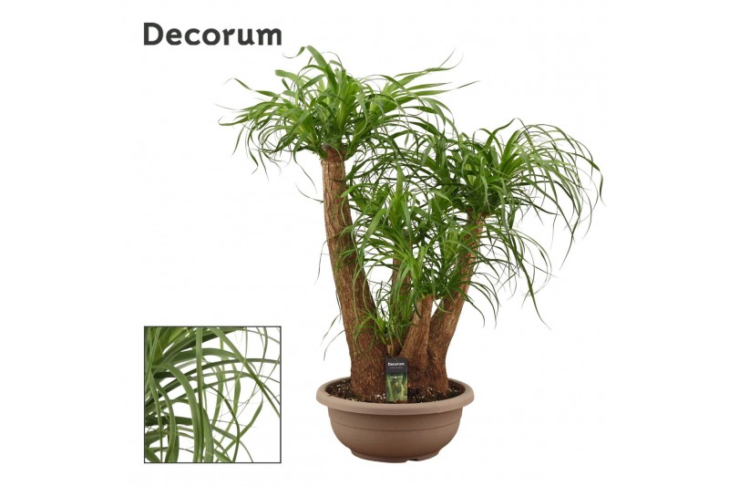 Beaucarnea recurvata Beaucarnea vertakt compact in 35 cm schaal (Decor 