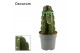 Cereus Cuddly Cactus 12 cm (Cereus Jamacaru) (Decorum) 