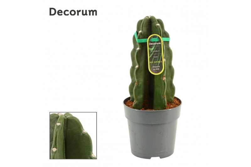 Cereus Cuddly Cactus 12 cm (Cereus Jamacaru) (Decorum) 
