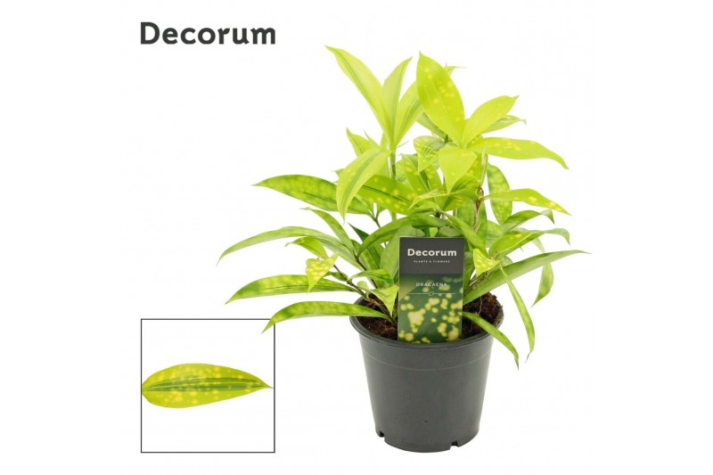 Dracaena surculosa mike Kopstek 12cm 