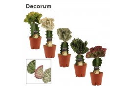 Euphorbia lactea Euphorbia Lactea Spikey 14 cm (Decorum) 1 pp