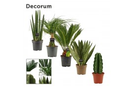 Groene planten mix Groenmix 14 cm (Decorum) 1 pp