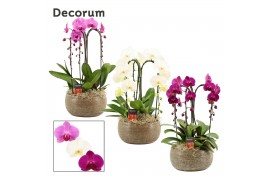 Phalaenopsis mix Bianca cascade 3 tak symphony mix (Deco-collection) 1