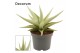 Sansevieria Sansevieria Chanin Crown 12 cm (Decorum) 