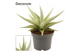 Sansevieria Sansevieria Chanin Crown 12 cm (Decorum)