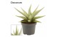 Sansevieria Sansevieria Chanin Crown 9 cm (Decorum) 