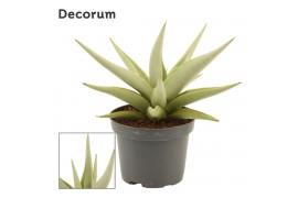 Sansevieria Sansevieria Chanin Crown 9 cm (Decorum)