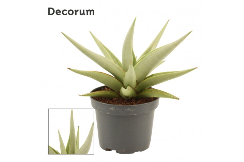 Sansevieria Sansevieria Chanin Crown 9 cm (Decorum) 