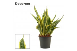 Sansevieria trifasciata Hi Color 12cm Decorum