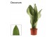 Sansevieria trifasciata moonshine Moonshine 9cm Decorum 