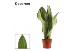 Sansevieria trifasciata moonshine Moonshine 9cm Decorum