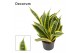 Sansevieria trifasciata Hi Color 9cm Decorum 