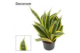 Sansevieria trifasciata Hi Color 9cm Decorum