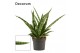 Sansevieria Sansevieria Silver steel 9 cm (Decorum) 