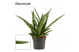 Sansevieria Sansevieria Silver steel 9 cm (Decorum)