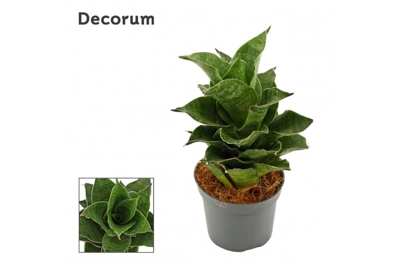 Sansevieria Sansevieria Mahanakorn 6 cm (Decorum) 