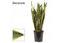 Sansevieria trifasciata laurentii Sansevieria Laurentii 24 cm (Decorum
